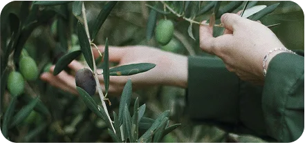 Raccolta delle olive